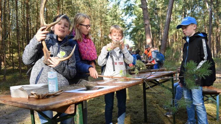 Bei einer Station des Waldparcours mussten die Grundschüler aus Neu Kaliß die Geweihe und Zähne den richtigen Tieren zuordnen.  