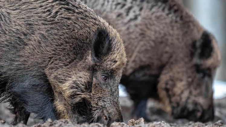 Mehrere Wildschweine wurden positiv auf die Afrikanische Schweinepest getestet.
