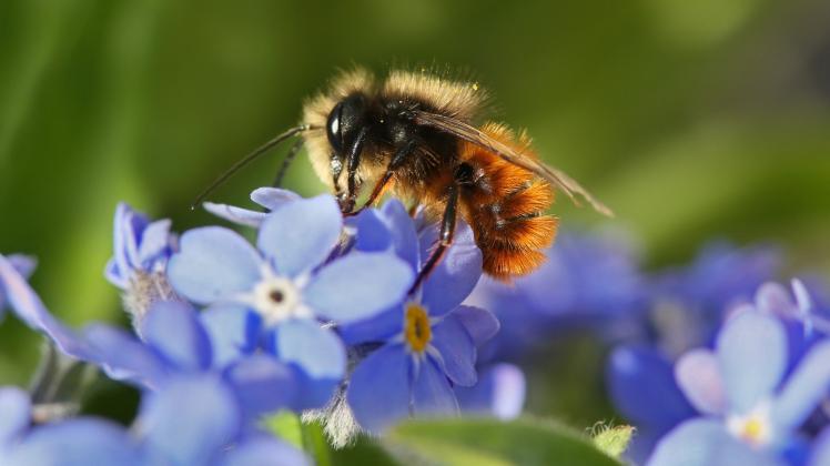 Die Insektenarten in den Wäldern rund um Güstrow wurden erfasst, darunter auch viele Bienenarten. Im Bild ist eine Mauerbiene zu sehen. 