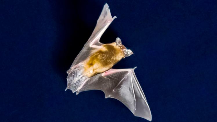 KINA - Fledermäusen ganz nah KINA - Fledermäusen ganz nah