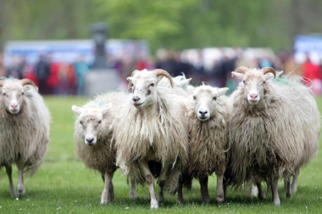 Auch Schafe dürfen bei Deutschlands größtem Öko-Landmarkt natürlich nicht fehlen. Foto: Staudt