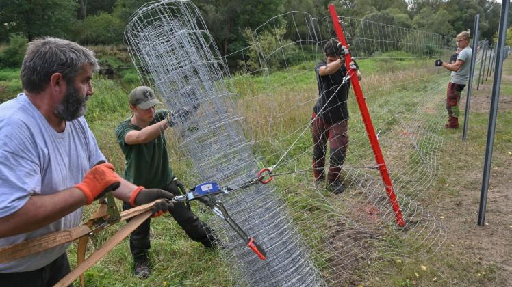 Mitarbeiter des Landesbetriebs Forst errichten einen Grenzzaun nahe der polnischen Grenze bei Jerischke. 