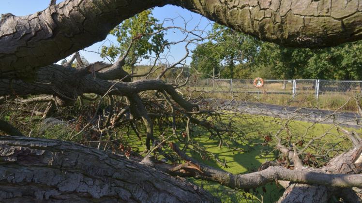 Während eines Unwetters im August war diese Kastanie in den Söhringer Löchwasserteich gekracht und hatte einen Zaun teilweise unter sich begraben. Sieben Wochen später liegt der Baum noch immer in dem Teich.
