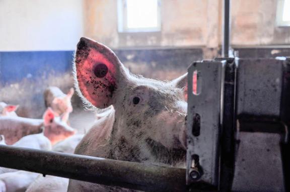 Mai: Die Stimmung unter den Schweinen ist gut, die Halter plagen aber große Sorgen. Das Jahr mit der Pandemie hat die Bedingungen in der Landwirtschaft nicht verbessert. Die Preise für viele tierische Produkte gingen zurück. Leidtragende waren die Bauern.