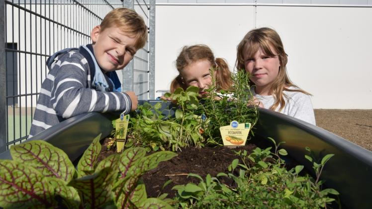 Umweltschutz hat viele Gesichter: Das Hochbeet an der Grundschule Nordlichter ist eine Spende der Schweriner Klima Allianz. Ludwig Gulba, Kaja Grewe und Anneli Hellwig (v.l.) haben ihren Spaß daran.