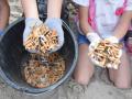 Zigarettenkippen am Strand stellen in Eckernförde ein großes Umweltproblem und eine Gefahr für Kleinkinder dar.