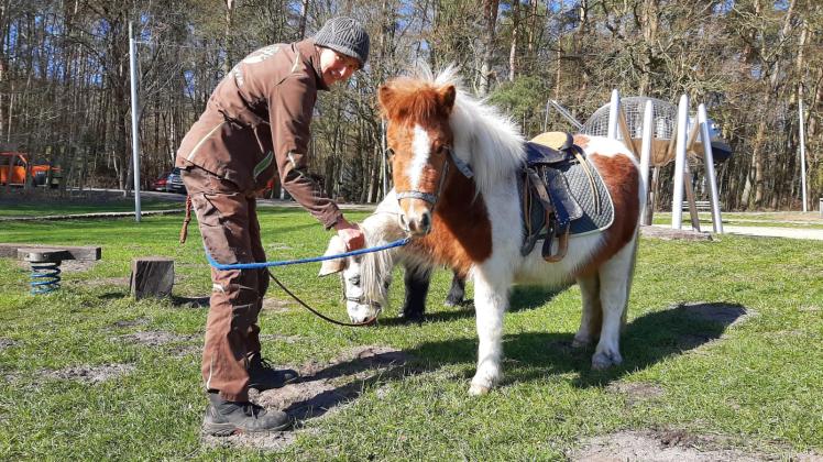 Einen Schnupperkurs für Ponyfreunde hat der Wildpark in den Herbstferien im Angebot. Einen Schnupperkurs für Ponyfreunde hat der Wildpark in den Herbstferien im Angebot.