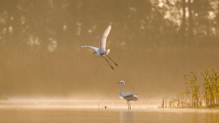 Ein besonderer Höhepunkt der Wasservogelzählung waren die Silberreiher am Röggeliner See. 