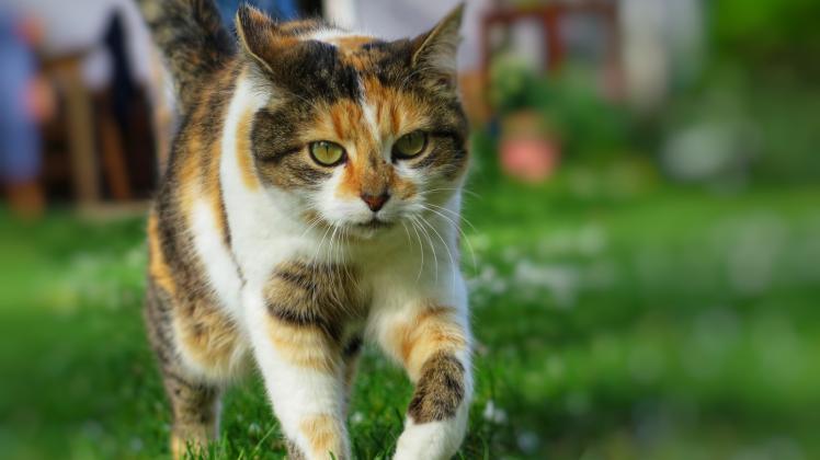 Nach dem neuen Fundtier-Erlass gelten auch frei lebende Katzen als Fundtiere, um die sich Kommunen kümmern müssen. 