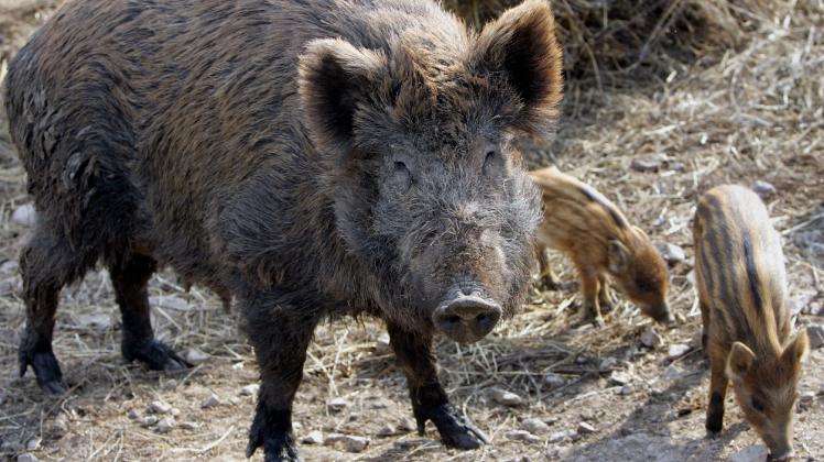 Wildschweine - Jäger hoffen auf guten Abschuss