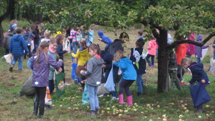 Eifrig sammelten die Mädchen und Jungen die frischen Äpfel. 