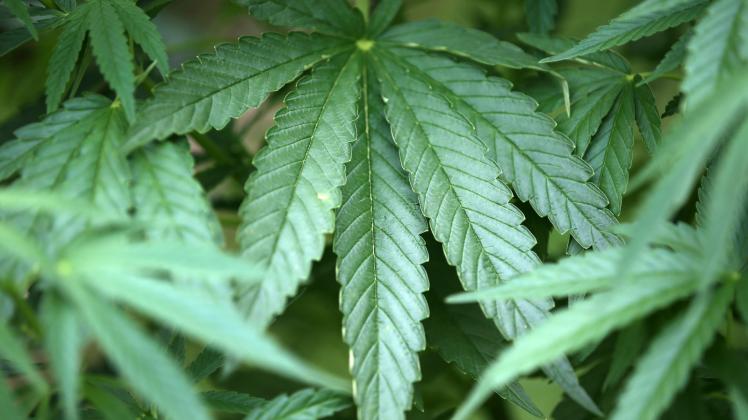 155,6 Gramm Cannabis wurden bei den Angeklagten gefunden.