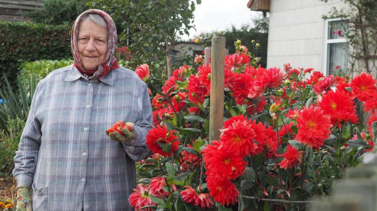 Leuchtend rot sind nicht nur die Dahlien, sondern auch Melitta Dickmanns selbstgezogenen Tomaten.  