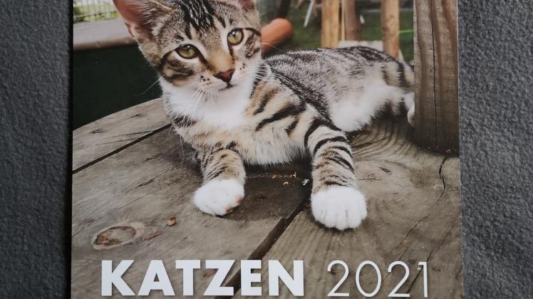 Sehr beliebt: Der neue Katzen-Kalender des Güstrower Tierschutzvereins