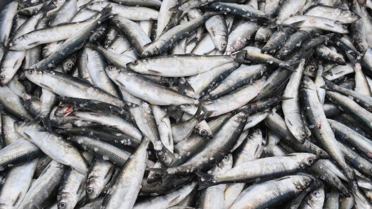 Heringe liegen im Hafen in einer Fisch-Kiste. Die Ostseefischer rechnen damit, dass sie im nächsten Jahr erneut weniger fischen dürfen. Vor allem eine weitere Kürzung der Heringsquote tut ihnen weh.