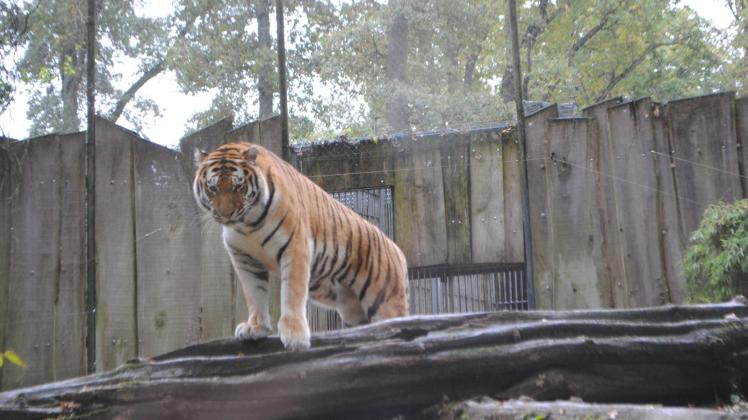 Kritischer Blick auf die Lage im Zoo: Laut Nachtragswirtschaftsplan hat der Zoo ein Defizit von rund 444 000 Euro Kritischer Blick auf die Lage im Zoo: Laut Nachtragswirtschaftsplan hat der Zoo ein Defizit von rund 444 000 Euro