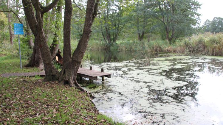 Eine umgestürzte Erle liegt quer im Altarm der Warnow. Am gegenüberliegenden Ende des Stegs guckt noch die Krone heraus. Eine Gefahr für Wassertouristen. 