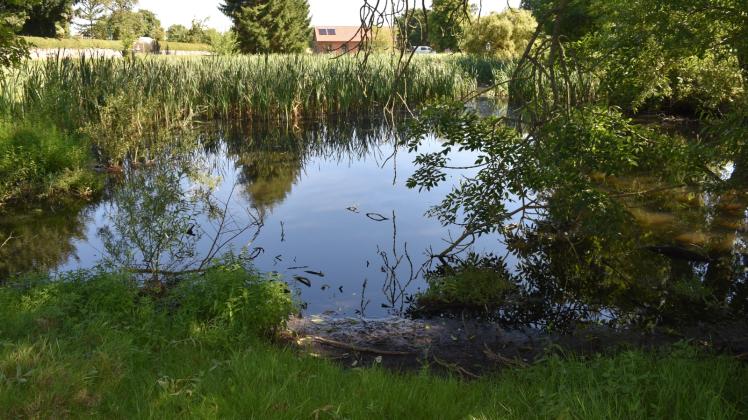 Der Dorfteich in Wendorf ist verschlammt und verkrautet. Der Dorfteich in Wendorf ist verschlammt und verkrautet.