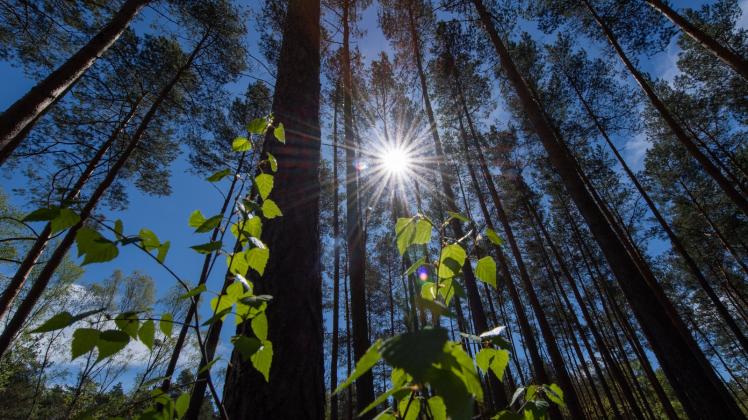 In Brandenburg gibt es 1,1 Millionen Hektar Wald 