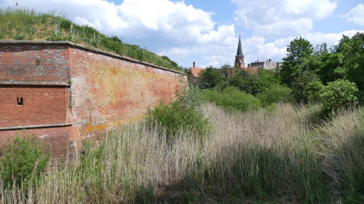 Mit der Renaturierung des Festungsgrabens in Dömitz soll die Rotbauchunke mehr Lebensraum bekommen.  