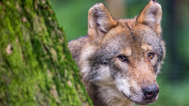 Der Wolf sorgt für Ärger – auch in Gesprächen zwischen Politik und Landnutzern. 