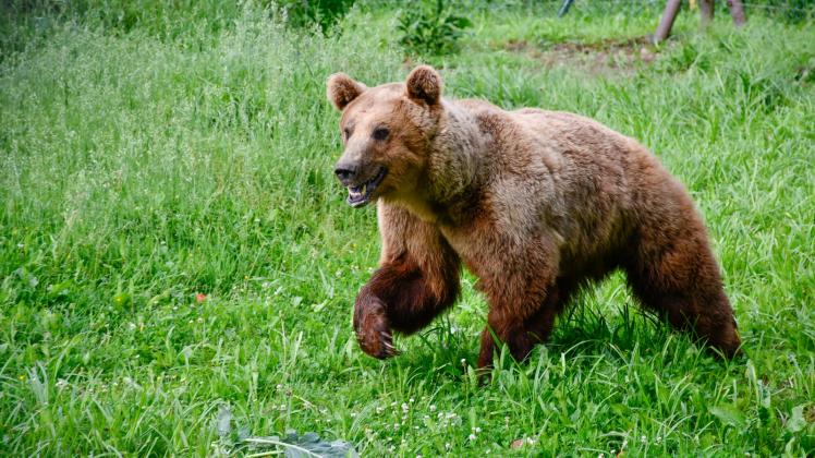 Im Bärenwald fühlen sich die Tiere wohl, so auch der in Osteuropa gerettete Rocco. 
