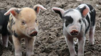 Bedrohte Zukunft: Auch die schwedischen Linderöd Schweine gelten als gefährdeten Rasse