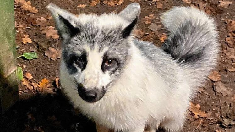 Farbfuchs Milo, fotografiert in Boltenhagen. Das zahme Tier soll aus einem Gehege in Rögnitz entkommen sein.