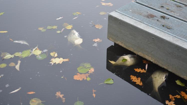 Trauriges Bild am Inselseekanal: Rund um den kleinen Steg beim Spielplatz trieben tote Fische. 