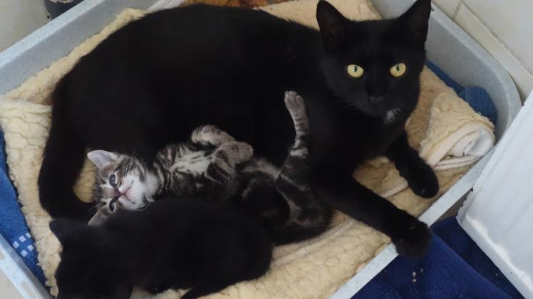 Die schwarze Schönheit und ihr getigertes Kitten suchen ein neues Zuhause. 