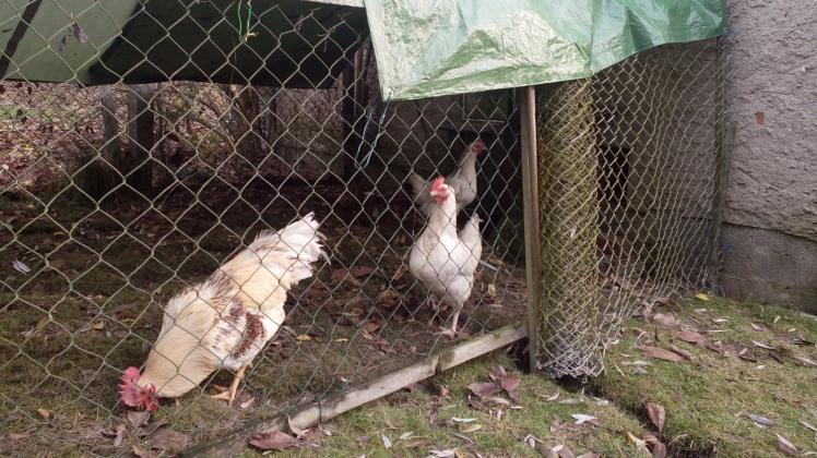 Um die Geflügelpest einzudämmen, nimmt der Landkreis Rostock alle Halter in die Pflicht.