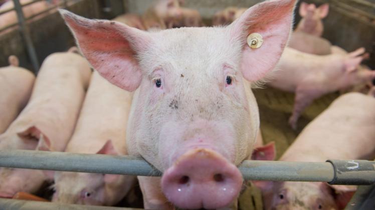 Großprojekt in der Gemarkung Suckwitz: Fast 8000 Tierplätze soll die geplante Schweinemastanlage haben. 