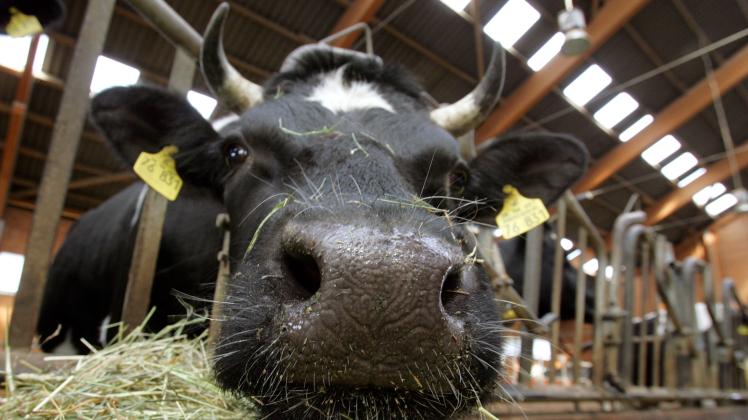Erneut wird es Proteste geben: Die Landwirte der Region fordern 15 Cent mehr pro Liter Milch, ein Euro mehr pro Kilogramm Rindfleisch, 50 Cent mehr pro Kilogramm Schweinefleisch und 20 Cent mehr pro Kilogramm Geflügel. 