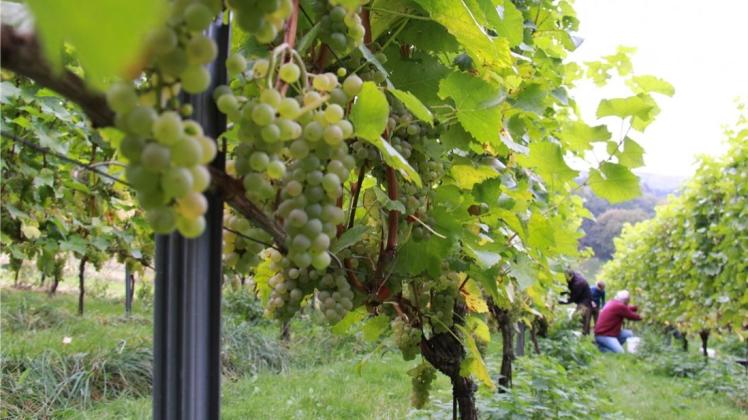 Mehr als nur Zeitvertreib und Hobby ist der Weinanbau für die Weinbruderschaft St. Martinus zu Hagen. Seit mehr als zwölf Jahren bauen die sechs Mediziner am Rande von Hagen ihren eigenen Wein an. 