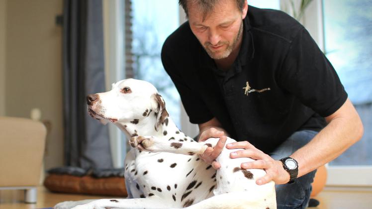 Mit heilsamen Händen: Stefan Balzar, Hundeosteopath, behandelt bei  Dalmatiner Orry eine Hüftfehlstellung (Hüftdysplasie). Foto: Staudt