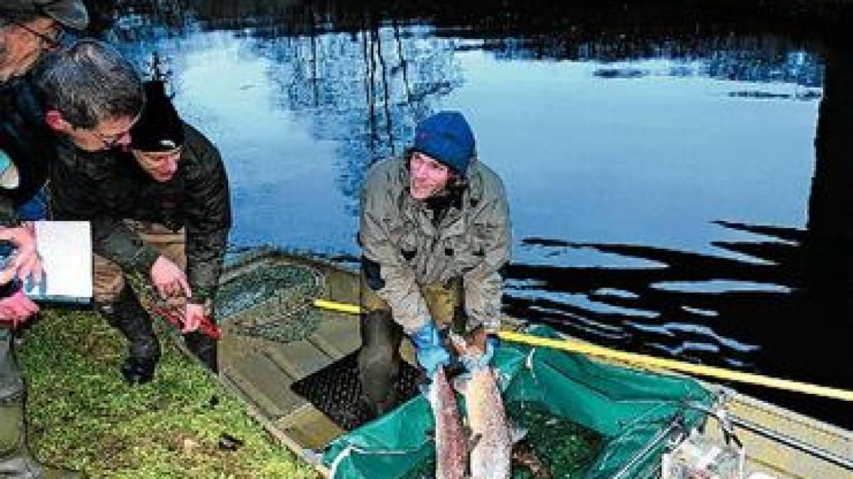 Großer Fischzug für MeerforellenNachwuchs SHZ
