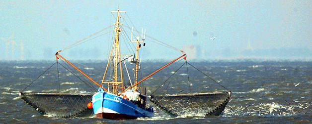 Ein Krabbenfischer auf Fischfang. Naturschuetzer protestieren: Wenn Fischer in der Nordsee Krabben fangen, landen in ihren Netzen auch viele andere Meeresbewohner. Foto:dpa