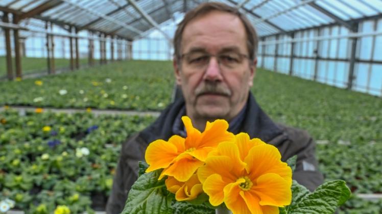 Klaus Henschel, Präsident des Gartenbauverbandes Berlin-Brandenburg und Geschäftsführer der Fontana Gartenbau GmbH, steht in einem Gewächshaus und zeigt eine blühende Primel. 