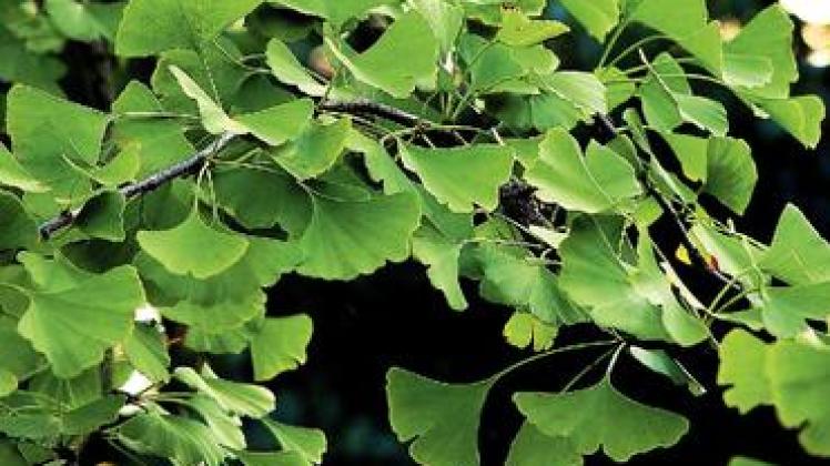 Die Blätter des Ginkgo erinnern an Fächer.  Diese Baumart soll am Teich gepflanzt werden.