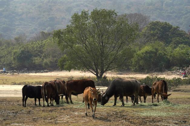 Es ist ihr Jahr: Rinder und Büffel fressen Gras auf Lantau Island, der größten Insel innerhalb des Territoriums von Hongkong. Es ist ihr Jahr: Rinder und Büffel fressen Gras auf Lantau Island, der größten Insel innerhalb des Territoriums von Hongkong.