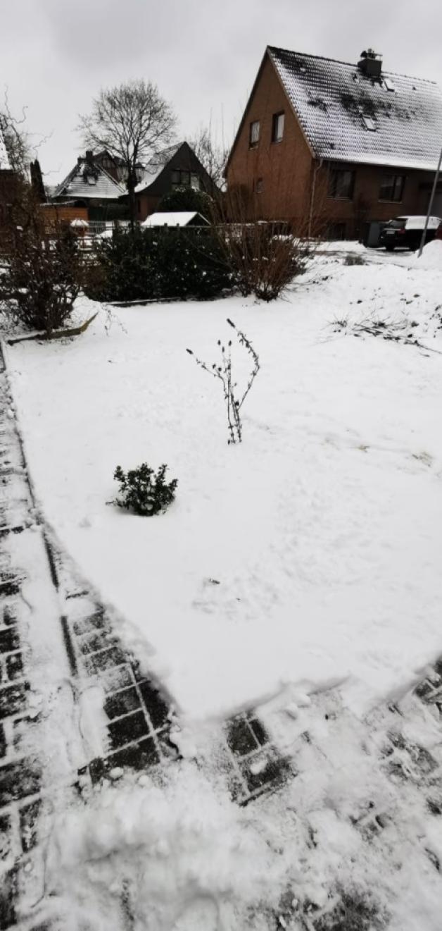 Der Garten lockt Eva Paetau aus Itzehoe nicht nur im Sommer nach draußen, auch bei Schneefall geht sie gerne raus und nahm gleich mal Maß, wie hoch die weiße Pracht sich auf dem Rasen türmt: 15 Zentimeter waren es zum Zeitpunkt der Aufnahme. Da lassen sich reichlich Schneemänner draus bauen. Der Garten lockt Eva Paetau aus Itzehoe nicht nur im Sommer nach draußen, auch bei Schneefall geht sie gerne raus und nahm gleich mal Maß, wie hoch die weiße Pracht sich auf dem Rasen türmt: 15 Zentimeter waren es zum Zeitpunkt der Aufnahme. Da lassen sich reichlich Schneemänner draus bauen.