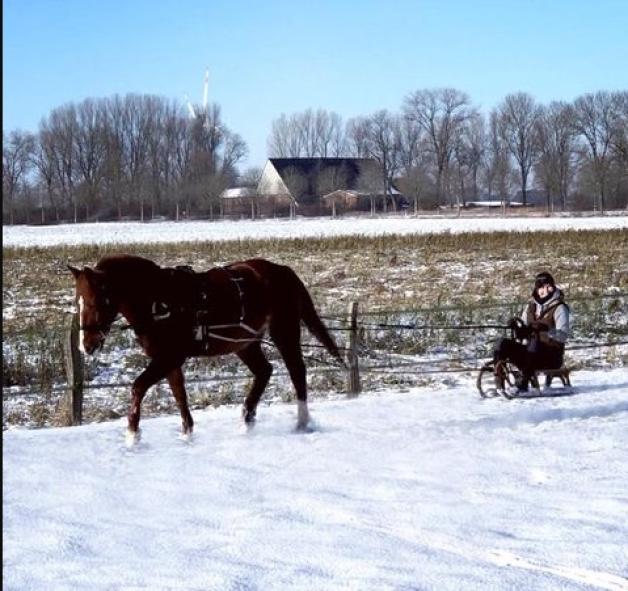 Wer braucht schon Rodelpisten, wenn er ein Pony hat? Lara Penzel hat es sich auf ihrem Schlitten gemütlich gemacht und lässt sich von ihrem Pony Luna durch die Winterlandschaft in Grevenkop ziehen. Das Foto hat Katja Mangels gemacht. 