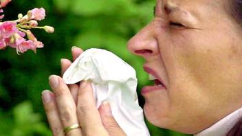 Niesen, tränende Augen und laufende Nase - die typischen Symptome einer Allergie.