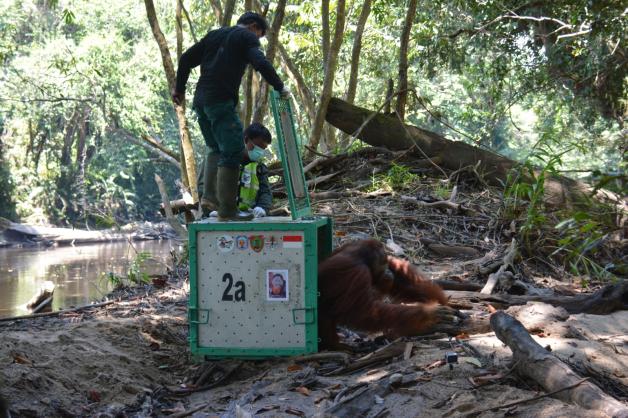 Die Transportbox wird mit dem Helikopter in den Dschungel geflogen. dann dürfen die Menschenaffen hinaus in die Wildnis.