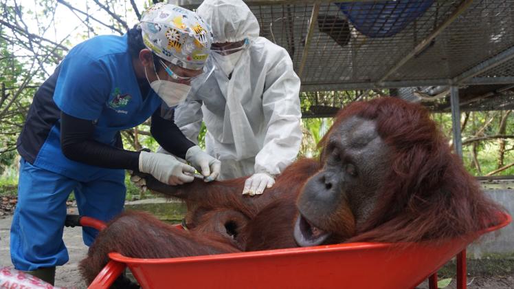 So ein Umzug ist aufregend: Ärzte geben den Orang Utans Beruhigungsmittel. Fotos: BOS Foundation /dpa 