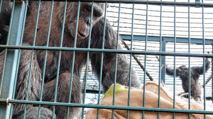 Die Schimpansendame Nicki klettert nie ohne ihren geliebten Jutesack, den sie auch mit ins neue Außengehege nimmt. Foto: Karkossa-Schwarz