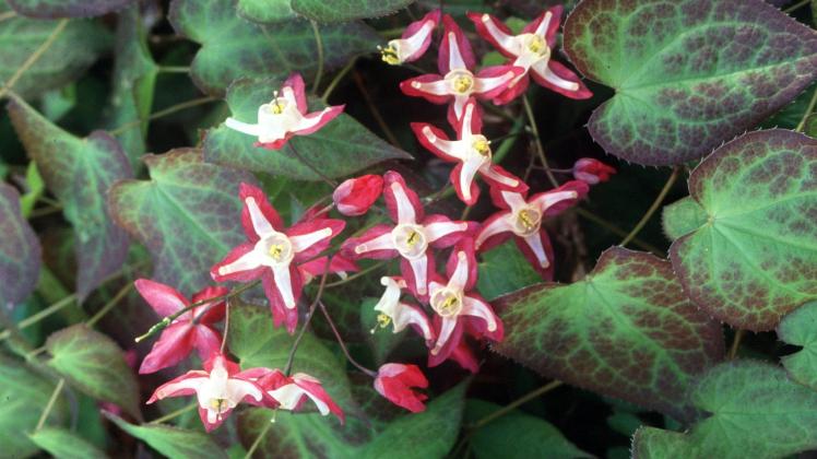 Zartes Glühen - Elfenblumen sehen hübsch aus und sind robuste Bodendecker.