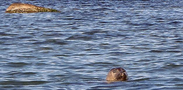 Der Seehund schwamm eine ganze Weile in der Flensburger Förde herum. Foto: Sönke Behrens