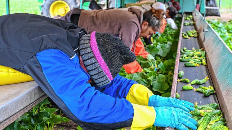 Erntehelfer und Erntehelferinnen liegen auf einem Gurkenflieger vom Gurkenhof Frehn und pflücken Einlegegurken. Der Spreewaldverein e.V. und die Gemüseanbau- und Verarbeitungsbetriebe gaben gestern den Startschuss für die Gurkenernte. 
