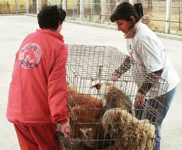 "Fangen, versorgen, kastrieren, freilassen" ist das Motto vieler vor Ort tätiger Tierschutzverbände; hier Helfer von Vier Pfoten in Einsatz. Foto: Vier Pfoten "Fangen, versorgen, kastrieren, freilassen" ist das Motto vieler vor Ort tätiger Tierschutzverbände; hier Helfer von Vier Pfoten in Einsatz. Foto: Vier Pfoten